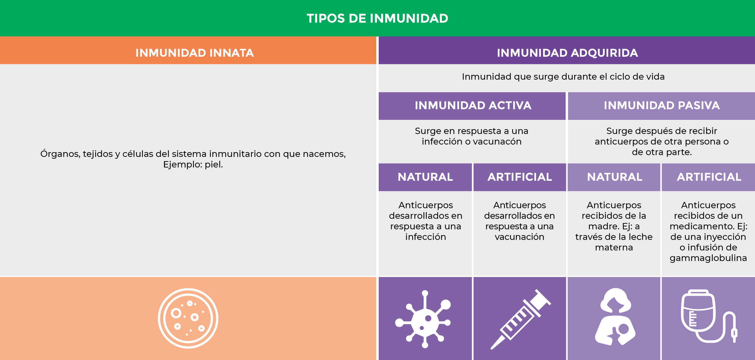 Infografía: Tipos de inmunidad